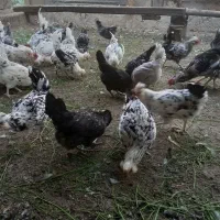 فروش تخم نطفه دار گلین پنگوئنی|حیوانات مزرعه|اسلام‌شهر, شهرک امام حسین (میان آباد)|دیوار