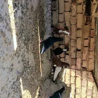 کفتر ریشی|پرنده|زرند, |دیوار