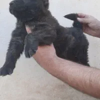 توله ماده سنگین وزن خراسانی