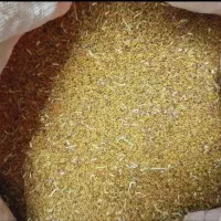 بذر یونجه ایرانشهری گرمسیری با زمانت