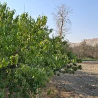 ۱۰۰۰ متر باغ در منطقه پیربکران نقدی یا معاوضه|فروش زمین و ملک کلنگی|اصفهان, شفق|دیوار