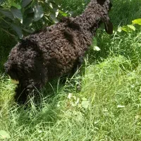 فروش بره نر درشوش