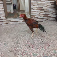 خروس لاری ۴دنگ|حیوانات مزرعه|سبزوار, باهنر|دیوار