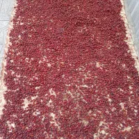 میوه گل نسترن (گیلدیگ)|خوردنی و آشامیدنی|تهران, افسریه جنوبی|دیوار