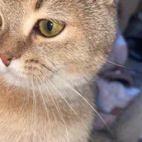 گربه های اسکاتیش بریتیش