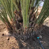 فروش پاجوش قصب (زاهدی)