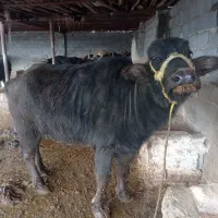 گاومیش ماده