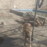 سگ نگهبان|سگ|مشهد, رسالت|دیوار