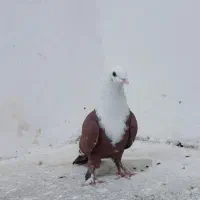 کبوتر|پرنده|دزفول, |دیوار