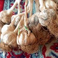 سیر محلی ۴ کیلو موجود ،کیلویی ۳۵۰