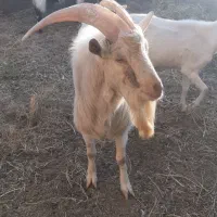 بز نر|حیوانات مزرعه|سبزوار, قصبه شرقی|دیوار