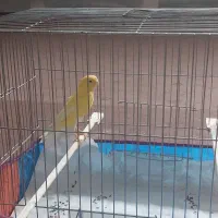 باسلام یک عدد قناری ماده