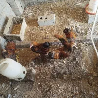 خروس ویاندوت رنگ جی اس جی