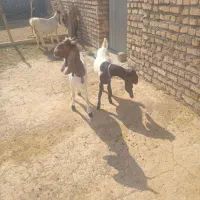 دوراس بزیکساله پاکستانی