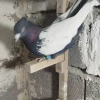 یه بون کفتر بزن پامیلی|پرنده|شیراز, حومه شیراز|دیوار