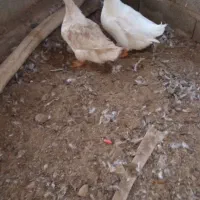 اردک