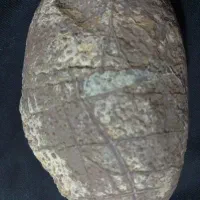 فسیل تخم دایناسور پرند