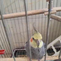 عروس هلندی|پرنده|مهریز, |دیوار