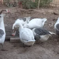 قو غاز  ۶ ماهه