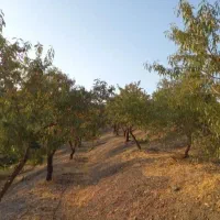 مارکده باغ هزار متری|فروش زمین و ملک کلنگی|زاینده رود, |دیوار