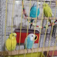 عروس هلندی سخنگو و مرغ عشق با تجهیزات کامل|پرنده|شیراز, منطقه هوایی شهید دوران|دیوار