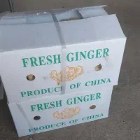 زنجبیل تازه