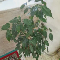 گل های سالم سرحال زیر قیمت