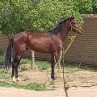 اسب جهت کشش