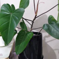 گل گیاه|گل و گیاه طبیعی|کرج, ساسانی (قلمستان)|دیوار