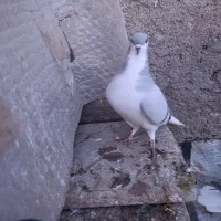 اصلی|پرنده|تهران, ترمینال جنوب|دیوار