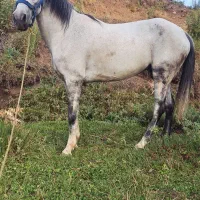 اسب مادیان کرد ۵ساله