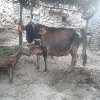 گاو‌گوساله‌ماده