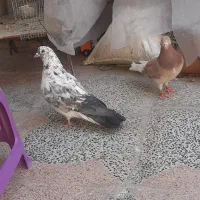 کبوتر|پرنده|خمینی‌شهر, |دیوار