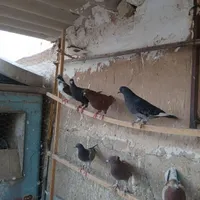 کفتر خوب|پرنده|قم, امامزاده ابراهیم|دیوار