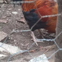 مرغ و خروس