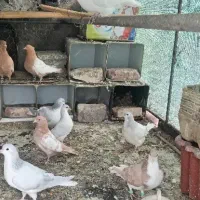 چند جفت کبوتر ساده کاغذی به فروش میرسد