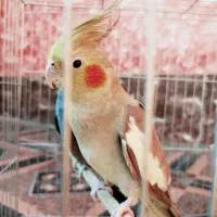 جفت عروس هلندی مولد|پرنده|اهرم, |دیوار