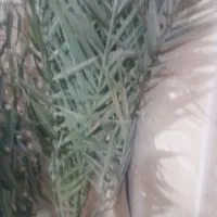 درخت نخل خرما|گل و گیاه طبیعی|تهران, آزادشهر|دیوار