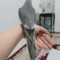 طوطی آموزش دیده بسیار رام و دستی بزرگ شده در خانه|پرنده|آمل, |دیوار