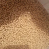 نخود نخود