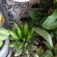 گل آپارتمانی یک‌جا فروخته میشه