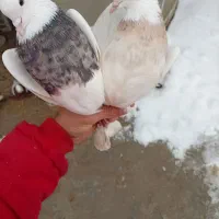 کبوتر طوقی سرول|پرنده|ابهر, |دیوار