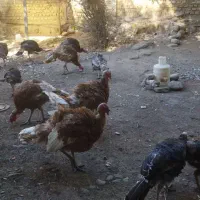 بوقلمون بوربون|حیوانات مزرعه|فاضل آباد, |دیوار