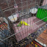 یک جفت مرغ عشق فروش و معاوضه