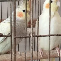 طوطی عروس ،،|پرنده|لنگرود, |دیوار