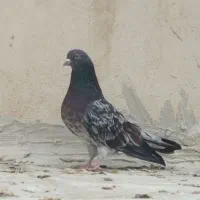 سرور رفتنی|حیوانات|ارومیه, |دیوار