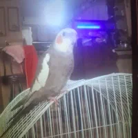 عروس هلندی کمشده .مژدگانی