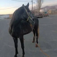 اسب|اسب و تجهیزات اسب‌سواری|دهگلان, |دیوار