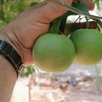 خانه روستایی(خانه باغ)|فروش خانه و ویلا|صالح آباد (ایلام), |دیوار