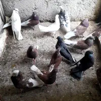 کبوتر پرشی